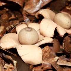 Geastrum triplex at ANBG - 12 May 2024 01:11 PM