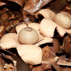 Geastrum triplex at ANBG - 12 May 2024