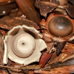 Geastrum sp. (Geastrum sp.) at Acton, ACT - 12 May 2024 by TimL