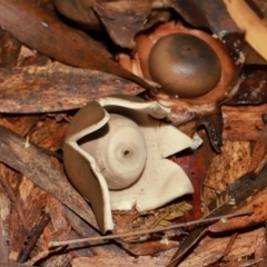 Geastrum sp. at ANBG - 12 May 2024 01:12 PM