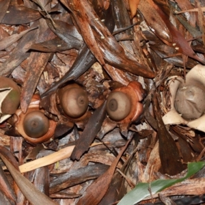 Geastrum sp. at ANBG - 12 May 2024 01:12 PM