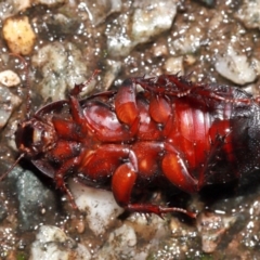 Panesthia australis (Common wood cockroach) at ANBG - 12 May 2024 by TimL