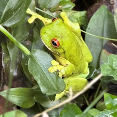 Litoria chloris (Red-eyed Tree Frog) at Watersleigh, NSW - 14 May 2024 by lbradley