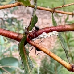 Eriococcidae sp. (family) (Unidentified felted scale) at Aranda, ACT - 10 May 2024 by KMcCue