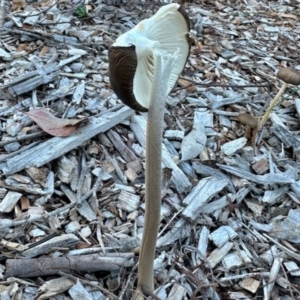 Oudemansiella gigaspora group at Aranda, ACT - 13 May 2024