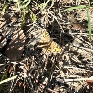 Junonia villida at Aranda, ACT - 13 May 2024