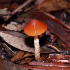 Leratiomcyes ceres (Red Woodchip Fungus) at ANBG - 12 May 2024 by TimL