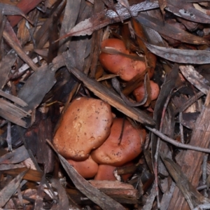 zz agaric (stem; gills not white/cream) at ANBG - 12 May 2024 11:59 AM