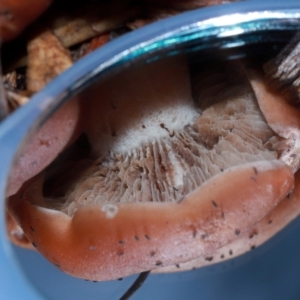 zz agaric (stem; gills not white/cream) at ANBG - 12 May 2024 11:59 AM