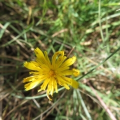 Thysanoptera (order) (Thrips) at Saint Mark's Grassland, Barton - 12 Feb 2024 by julbell1