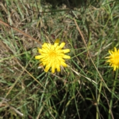 Thysanoptera (order) at St Marks Grassland (SMN) - 12 Feb 2024