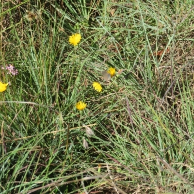 Zizina otis at Saint Marks Grassland - Barton ACT - 12 Feb 2024 by julbell1