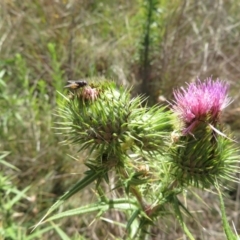 Muscidae (family) (Unidentified muscid fly) at Saint Marks Grassland - Barton ACT - 11 Feb 2024 by julbell1