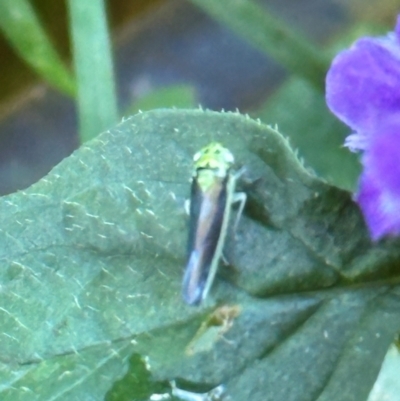 Cicadellidae (family) (Unidentified leafhopper) at Watersleigh, NSW - 14 May 2024 by lbradley