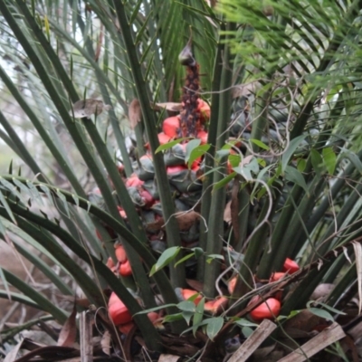 Macrozamia communis (Burrawang) at Clyde River National Park - 7 May 2024 by maura