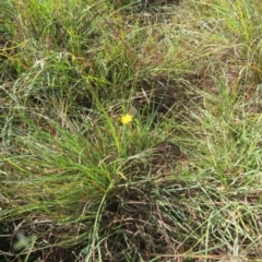 Zizina otis (Common Grass-Blue) at Saint Mark's Grassland, Barton - 7 Mar 2024 by julbell1