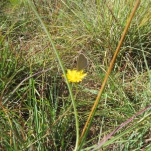 Zizina otis at St Marks Grassland (SMN) - 7 Mar 2024 10:05 AM