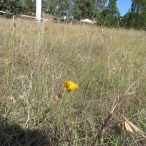 Apis mellifera at St Marks Grassland (SMN) - 7 Mar 2024 10:16 AM