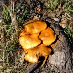 Gymnopilus junonius (Spectacular Rustgill) at Ginninderry Conservation Corridor - 14 May 2024 by Kurt