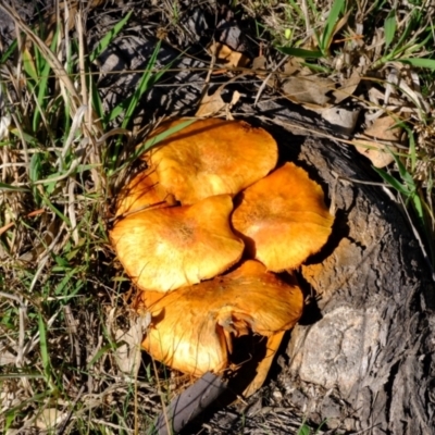 Gymnopilus junonius (Spectacular Rustgill) at Strathnairn, ACT - 14 May 2024 by Kurt