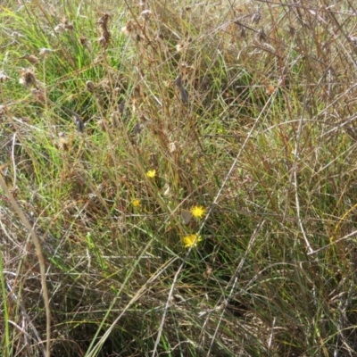 Pieris rapae (Cabbage White) at St Marks Grassland (SMN) - 7 Mar 2024 by julbell1
