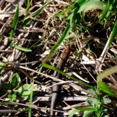 Lampropholis delicata (Delicate Skink) at Strathnairn, ACT - 14 May 2024 by Kurt