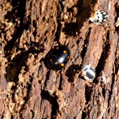 Paropsisterna octosignata (Eucalyptus leaf beetle) at Ginninderry Conservation Corridor - 14 May 2024 by Kurt