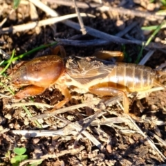 Gryllotalpa sp. (genus) at Ginninderry Conservation Corridor - 14 May 2024 03:01 PM