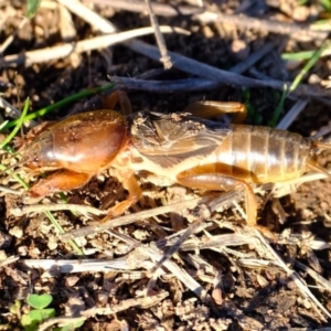 Gryllotalpa sp. (genus) at Ginninderry Conservation Corridor - 14 May 2024 03:01 PM