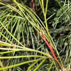 Grevillea sp. at Higgins, ACT - 14 May 2024 03:02 PM