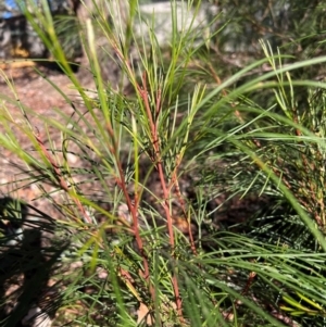 Grevillea sp. at Higgins, ACT - 14 May 2024 03:02 PM