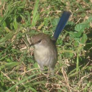 Malurus cyaneus at Jerrabomberra Wetlands - 13 May 2024 10:31 AM