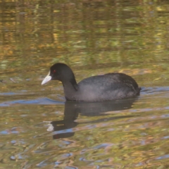 Fulica atra (Eurasian Coot) at Fyshwick, ACT - 13 May 2024 by MatthewFrawley