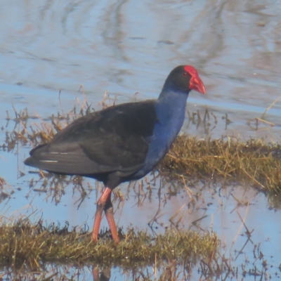 Porphyrio melanotus (Australasian Swamphen) at Jerrabomberra Wetlands - 13 May 2024 by MatthewFrawley