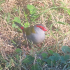 Neochmia temporalis (Red-browed Finch) at Jerrabomberra Wetlands - 13 May 2024 by MatthewFrawley