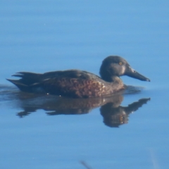 Spatula rhynchotis (Australasian Shoveler) at Fyshwick, ACT - 13 May 2024 by MatthewFrawley