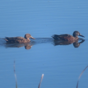 Spatula rhynchotis at Jerrabomberra Wetlands - 13 May 2024