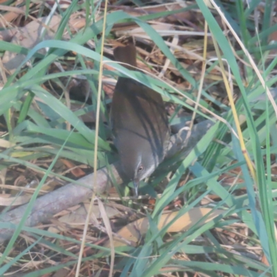 Sericornis frontalis (White-browed Scrubwren) at Jerrabomberra Wetlands - 13 May 2024 by MatthewFrawley