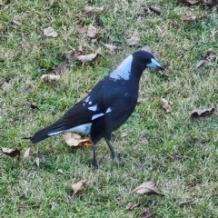 Gymnorhina tibicen (Australian Magpie) at QPRC LGA - 14 May 2024 by MatthewFrawley