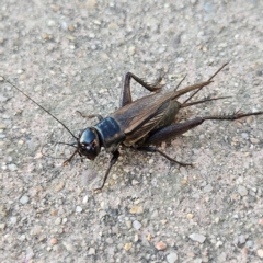 Teleogryllus commodus (Black Field Cricket) at QPRC LGA - 14 May 2024 by MatthewFrawley