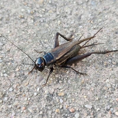 Teleogryllus commodus (Black Field Cricket) at Braidwood, NSW - 14 May 2024 by MatthewFrawley