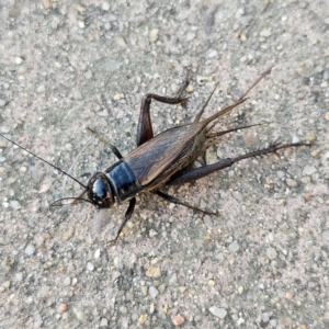 Teleogryllus commodus at QPRC LGA - 14 May 2024 04:34 PM