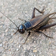 Teleogryllus commodus at QPRC LGA - 14 May 2024 04:34 PM