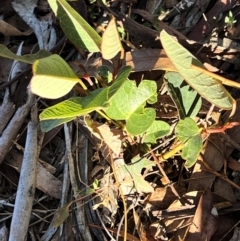 Hardenbergia violacea at Higgins, ACT - 14 May 2024