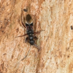 Daerlac cephalotes at Higgins, ACT - 8 May 2024 10:51 AM