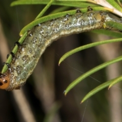 Pterygophorus cinctus at Higgins, ACT - 8 May 2024 by AlisonMilton