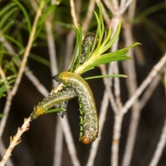 Pterygophorus cinctus (Bottlebrush sawfly) at Scullin, ACT - 8 May 2024 by AlisonMilton