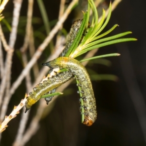 Pterygophorus cinctus at Scullin, ACT - 8 May 2024