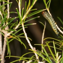 Pterygophorus cinctus at Scullin, ACT - 8 May 2024