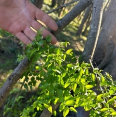 Asparagus asparagoides at Greenway, ACT - 14 May 2024 02:15 PM